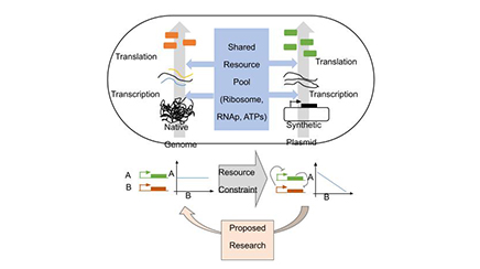 Mitigating Resource Burden of Heterologous Biomolecular Circuits in Escherichia Cell