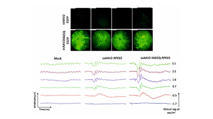 Mutation Independent Gene Therapy (MInT) for Photoreceptor Rescue in Retinal Dystrophies 