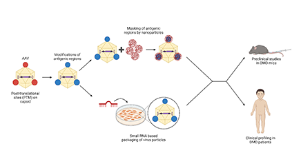 Next generation AAV9 Vectors for Duchenne Muscular Dystrophy Gene Therapy