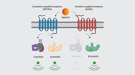 Understanding the Structural and Functional Diversity in Gpcrbetaarrestin Interaction and Signalling 