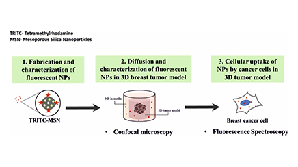 Understanding and Overcoming the Acellular Barrier of Breast Tumors for Improving Nanoparticle Mediated Chemotherapy 
